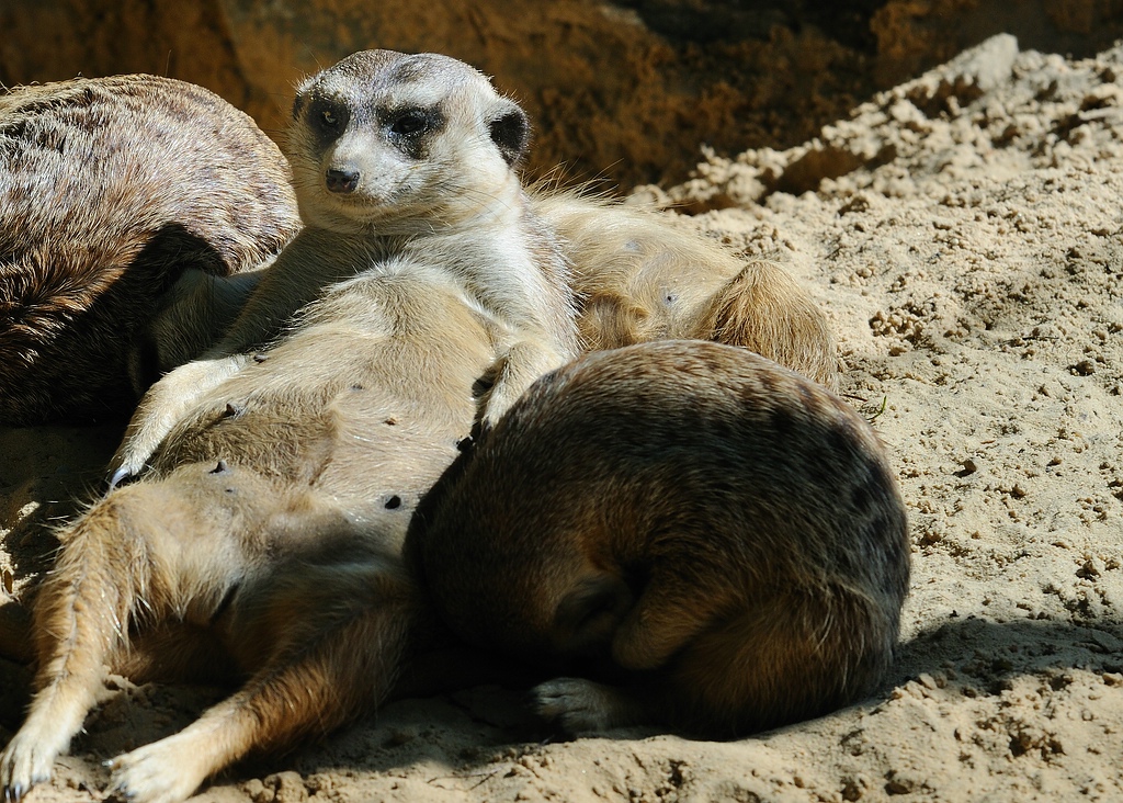 Erdmännchen2