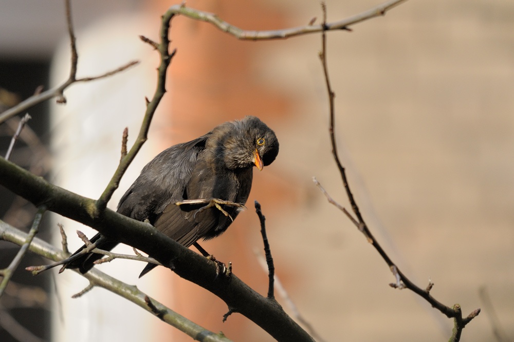 ergreifend -
Amsel