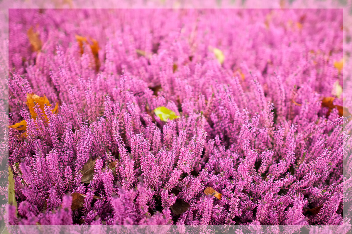 Erika mit Herbstblättern