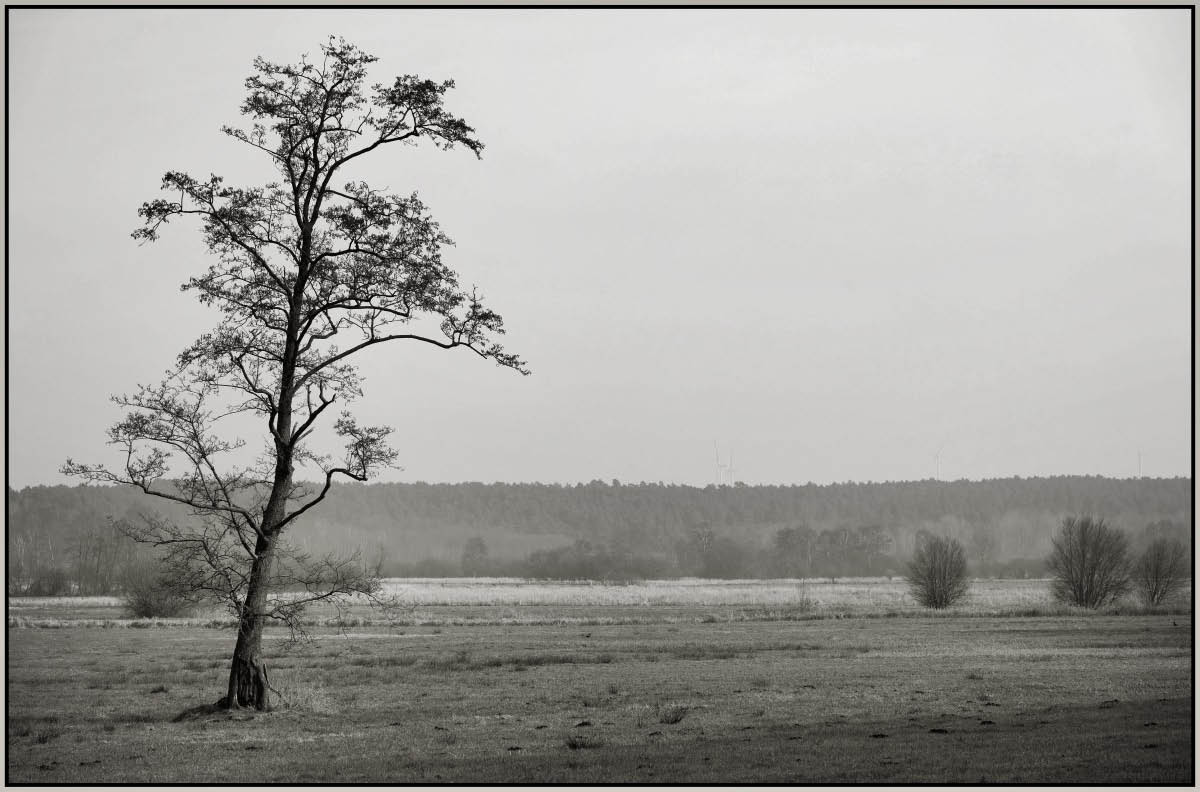 Erle in den Seewiesen BW.jpg
