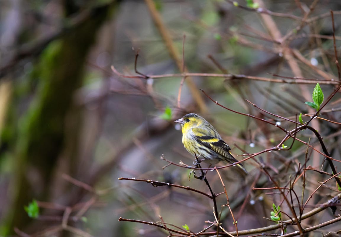 Erlenzeisig 2.jpg