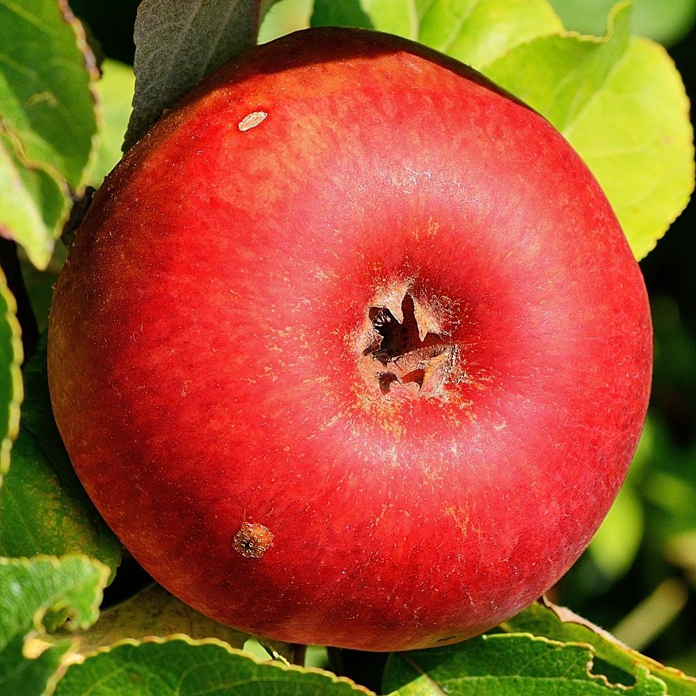 Erntezeit I