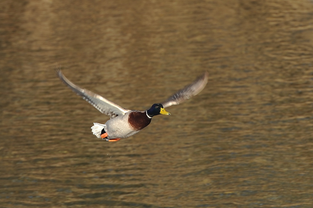Erpel im Gleitflug