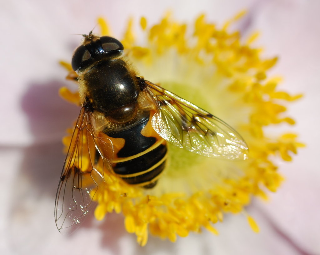 Erste Versuche mit dem Tamron SP AF 90 Macro