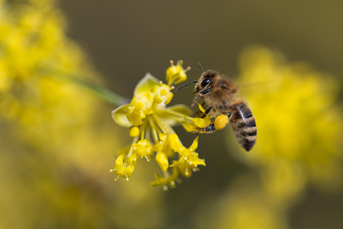 ErsteBienen2020-02.jpg