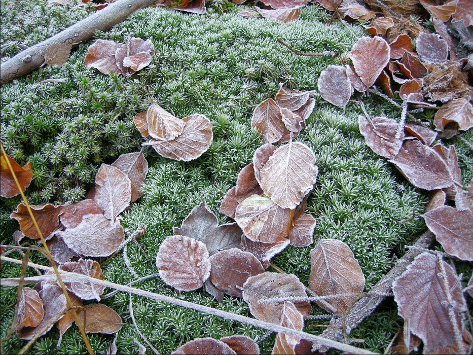 Erster Bodenfrost 2