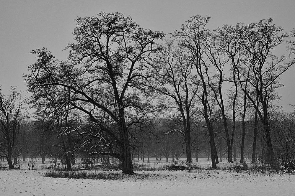 Erster Schnee