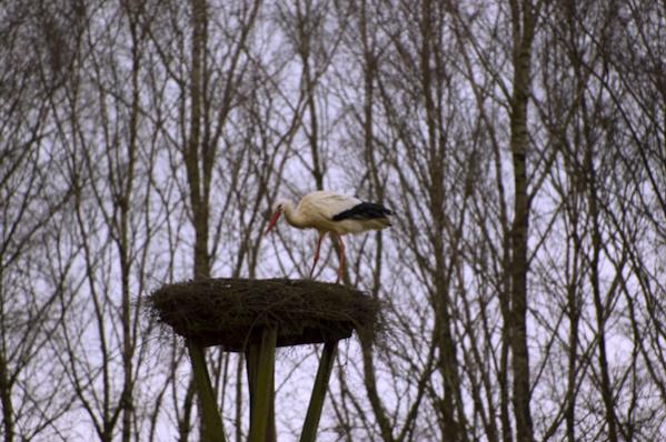 erster Storch 2009