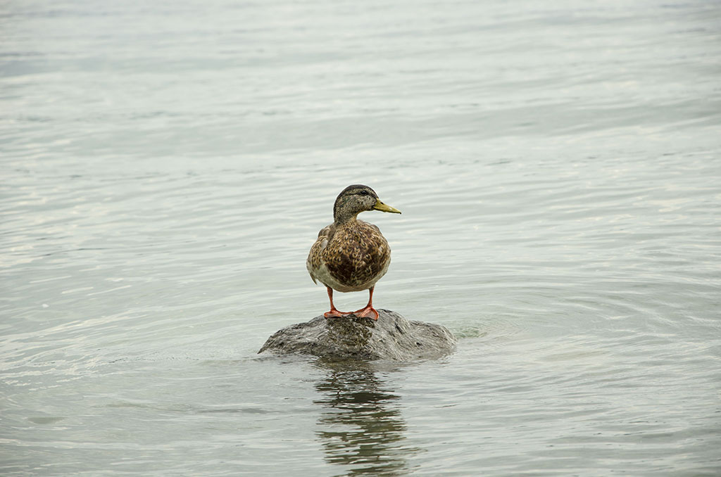 Erstes Foto. Bodensee. Einsame Ente:)