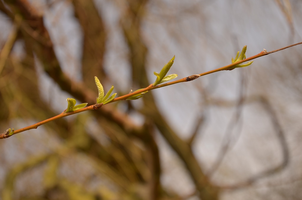 Erstes grün