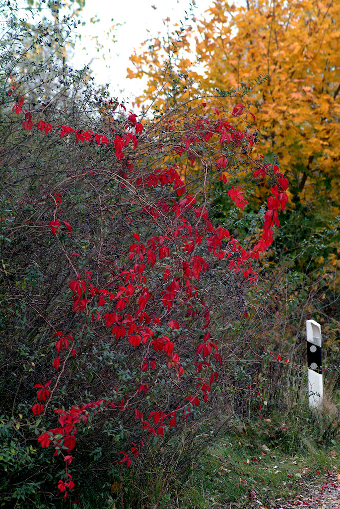 Erstes Herbstfoto mit dem Sigma 90/2.8 Makro an der am 10.10.2009 erhaltenen Fuji S2 pro.