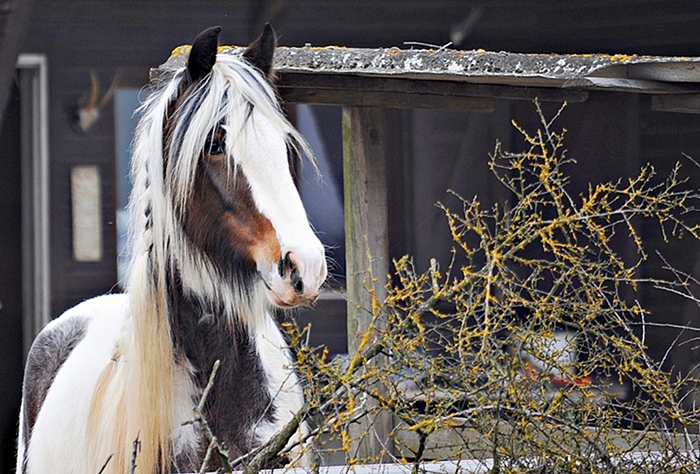erstes Pferd