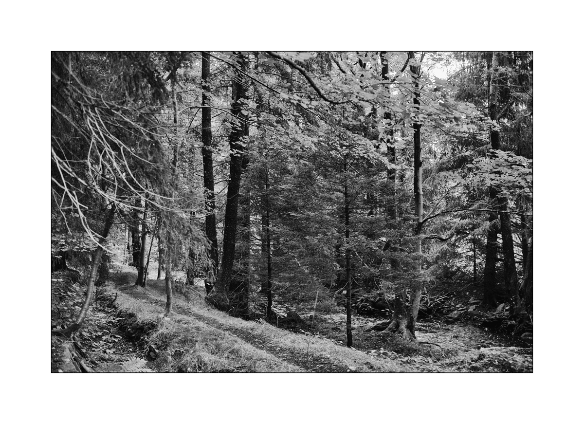 ErzDSC_9963.jpg