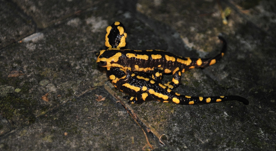 Es liebten sich zwei Salamander -
sie schmiegten sich so aneinander
auf der Veranda.

So sah´s für den Betrachter aus:
unten lag Dieter
und oben der K