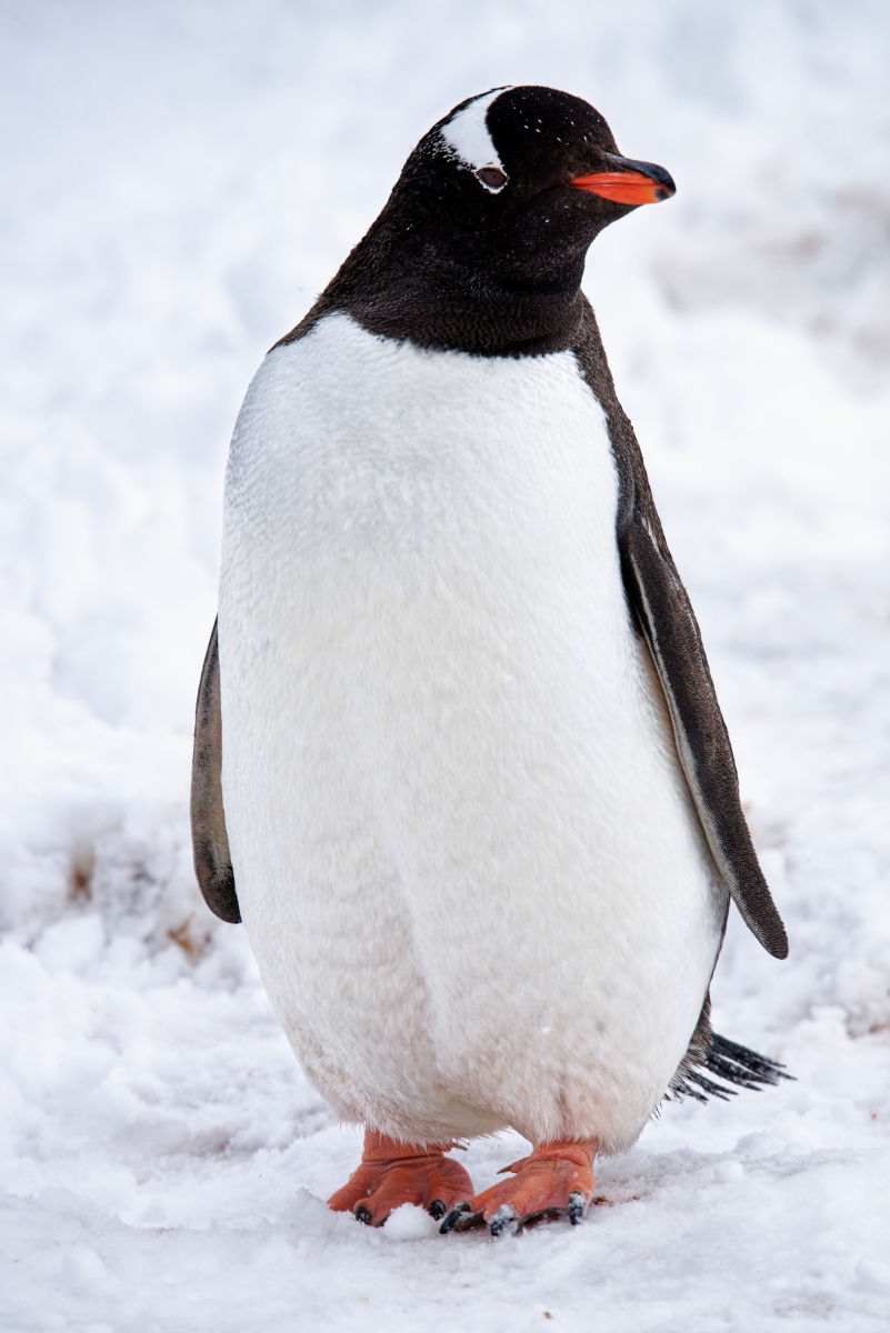 Eselspinguin.jpg