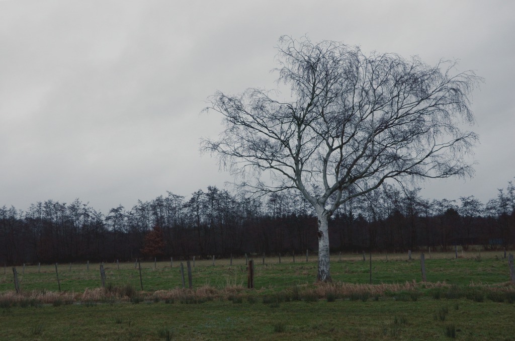 Esinger Moor