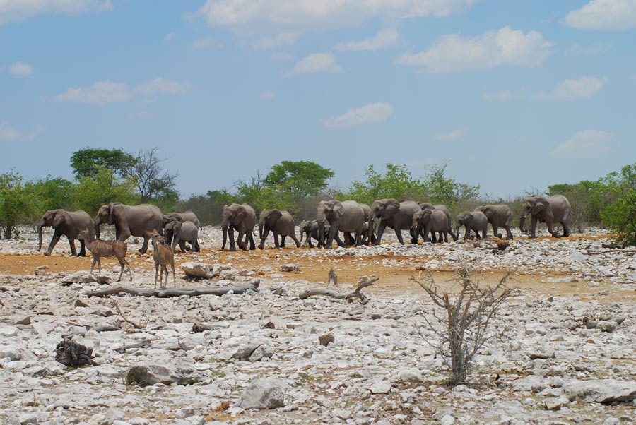 Etosha Elefanten