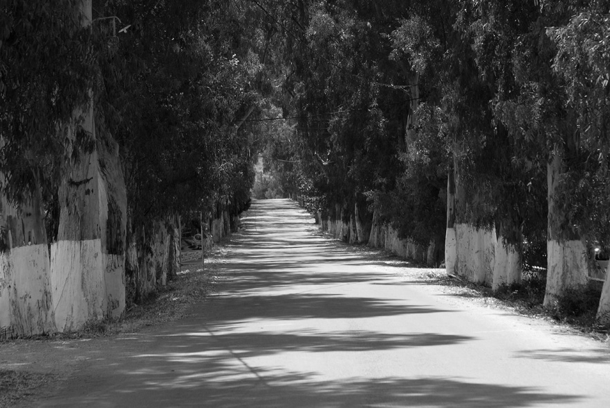 Eucalyptusallee