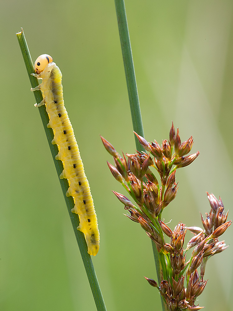 Eulenraupe 02 2013 06 28