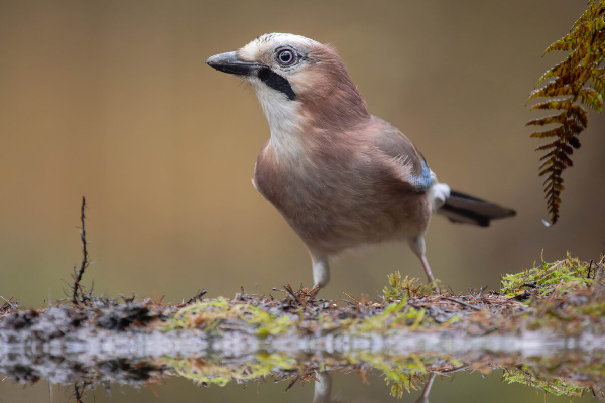 Eurasian Jay 2.jpg