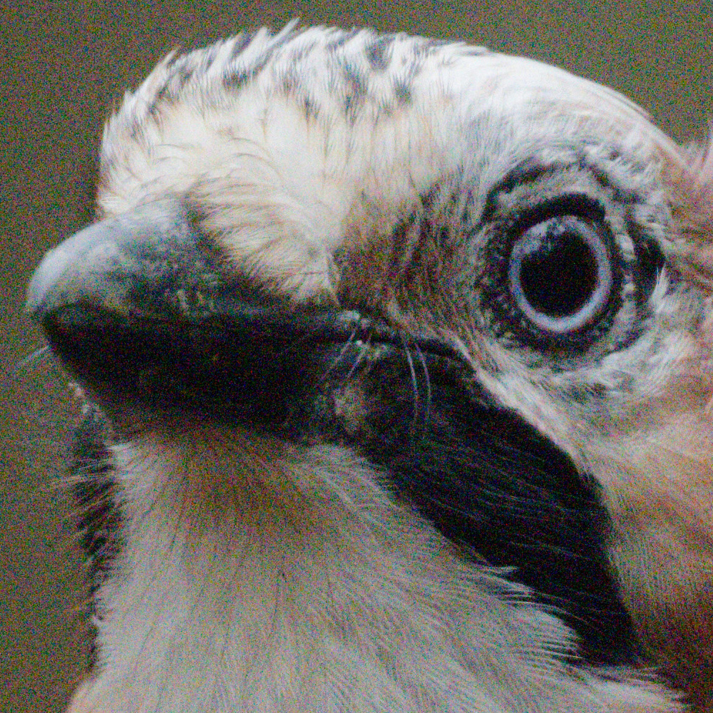 Eurasian Jay Z8_no_NR.jpg