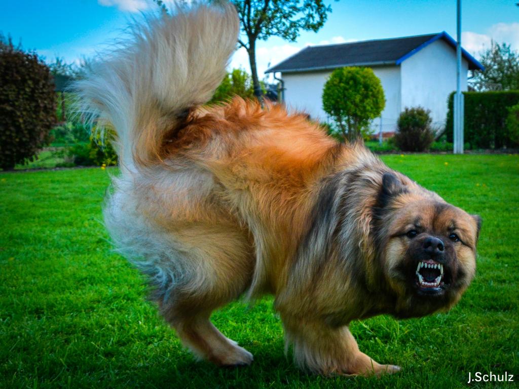 Eurasierdame Akira ....