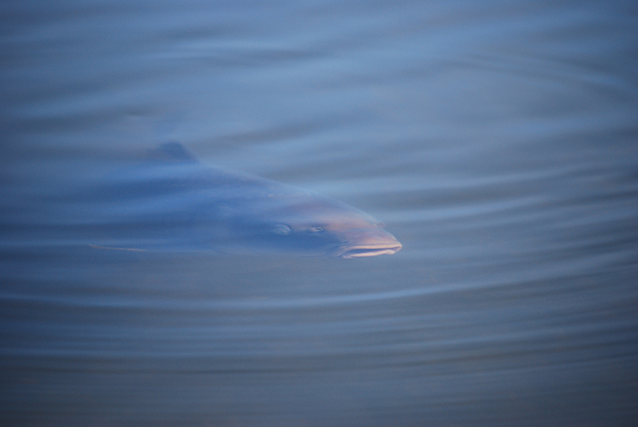 eure Fische #01