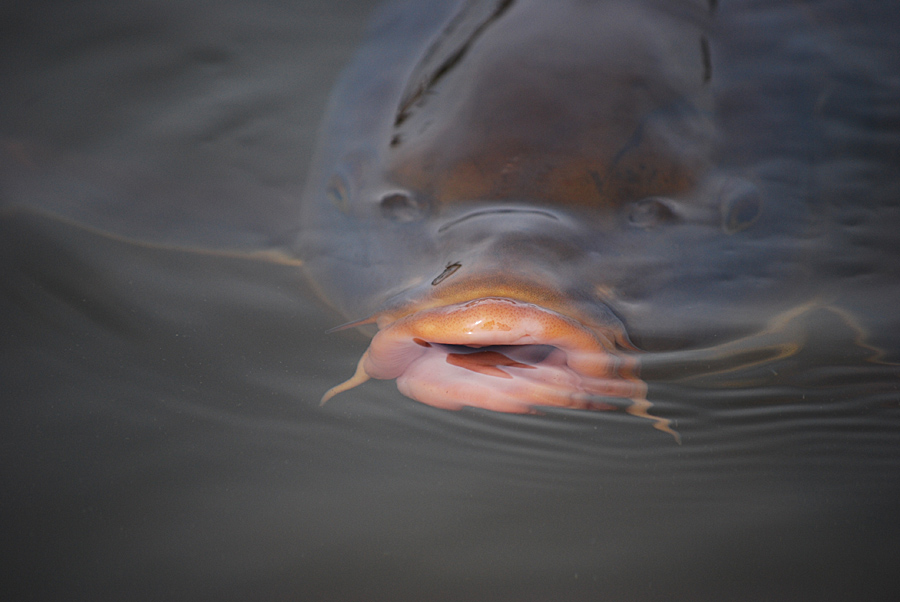 eure Fische #02