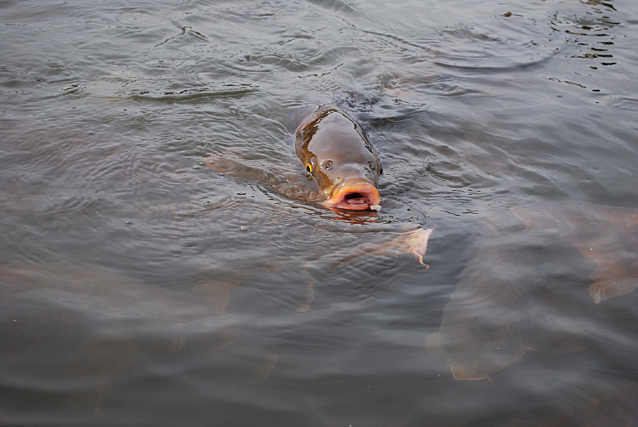 eure Fische #03
