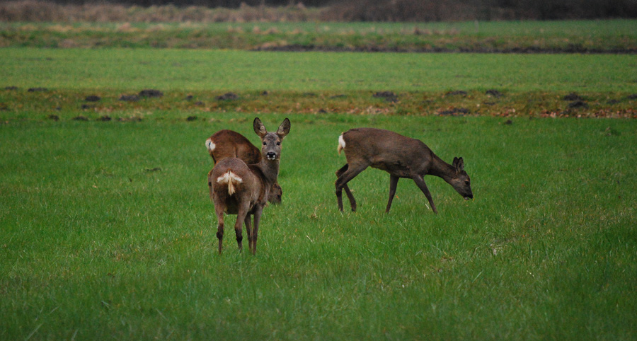 eure Wildlife #02