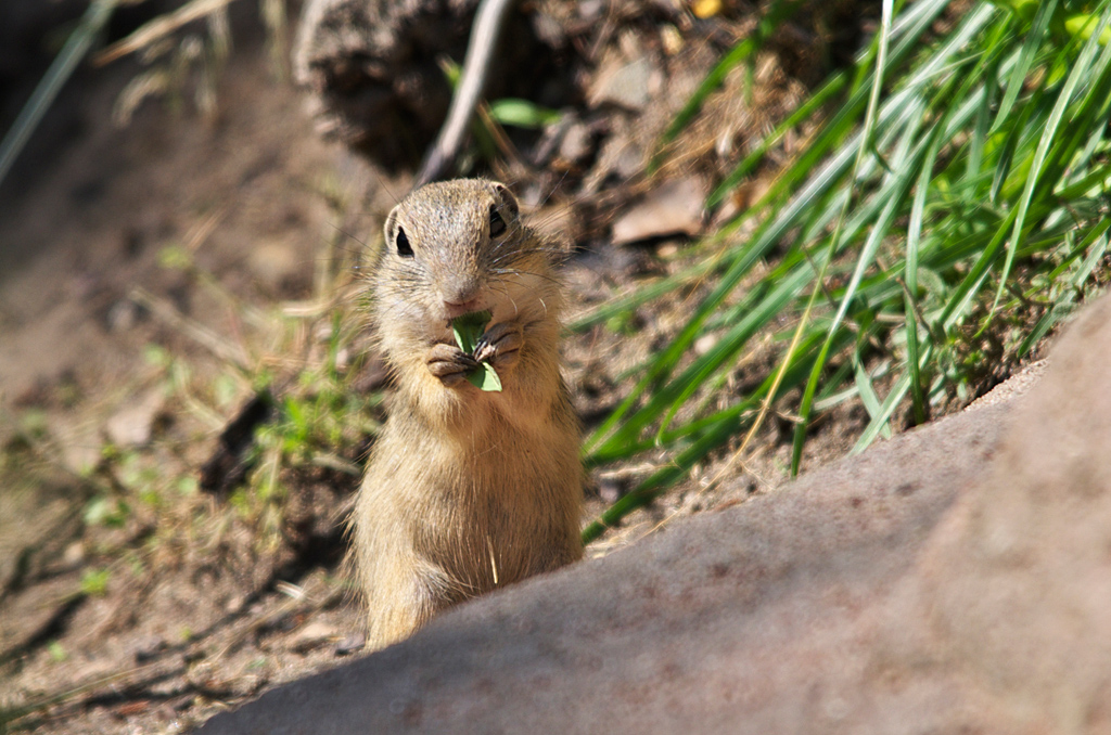 Europäisches Ziesel (Spermophilus citellus)