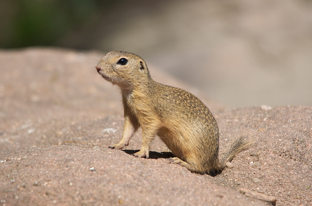 Europäisches Ziesel (Spermophilus citellus)