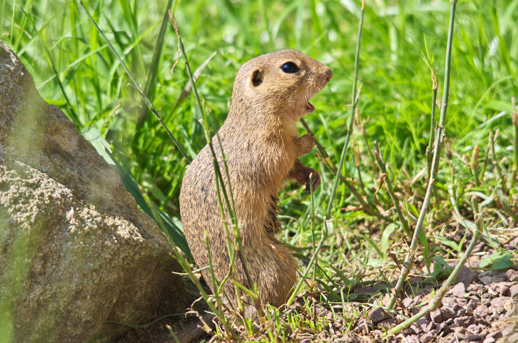 Europäisches Ziesel (Spermophilus citellus)