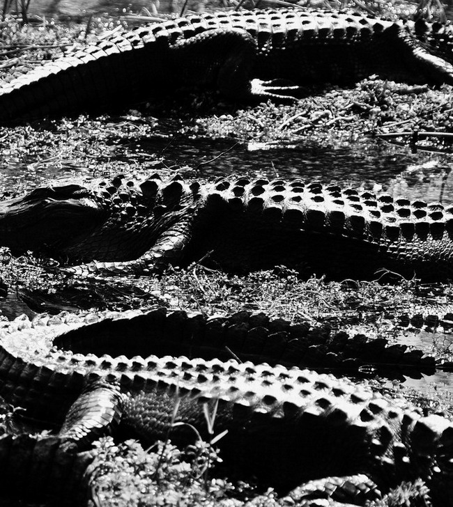 Everglades Profil