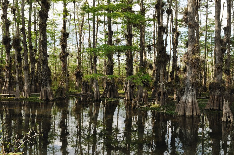 Everglades