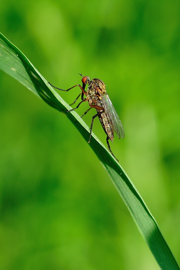 evRaubfliege