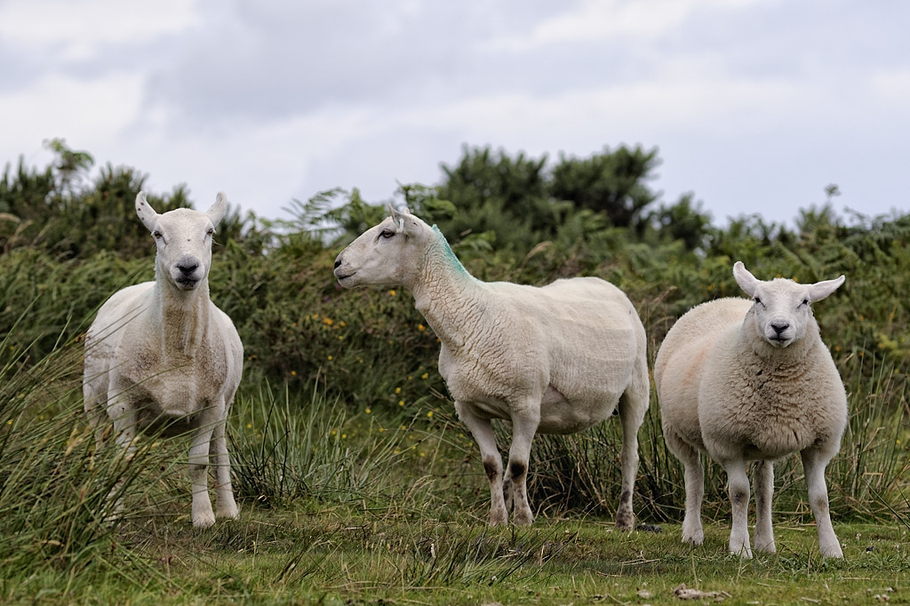 Exmoor (Devon)