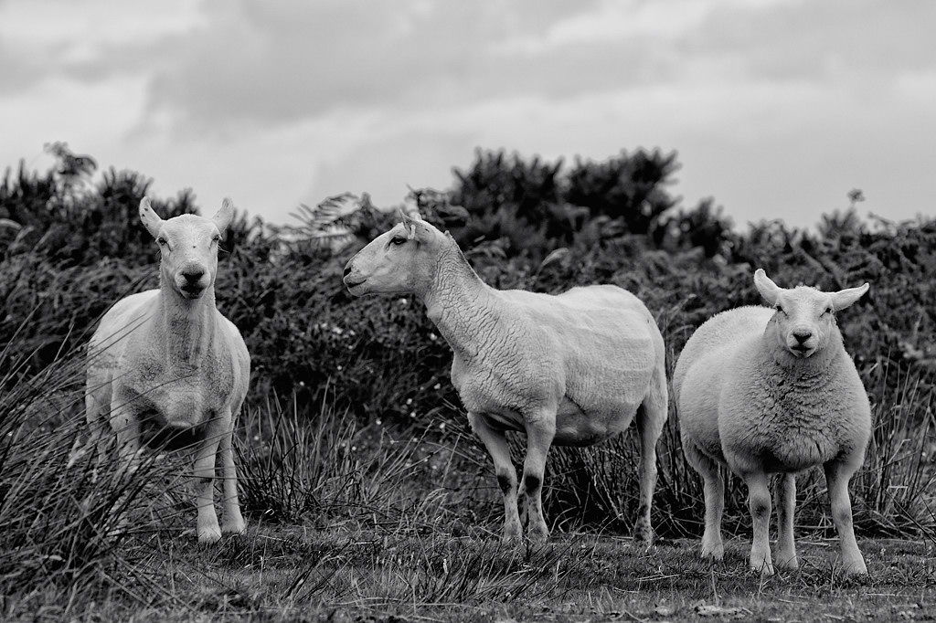 Exmoor (Devon)