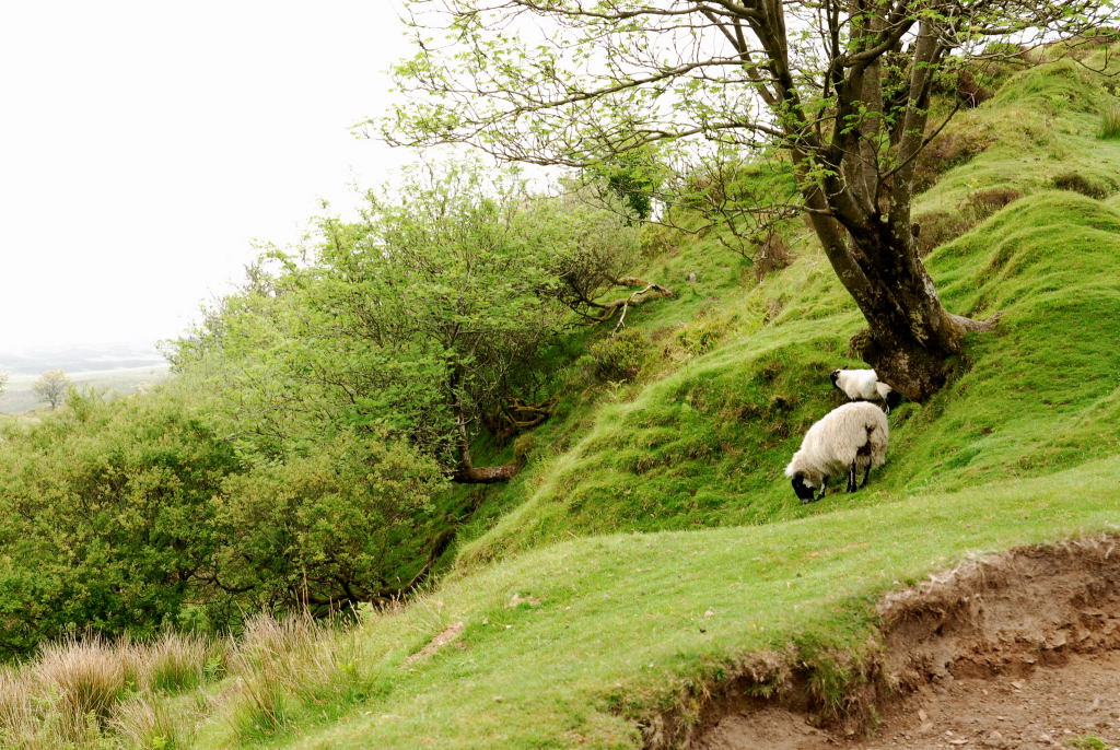 Exmoor East, Devon, UK