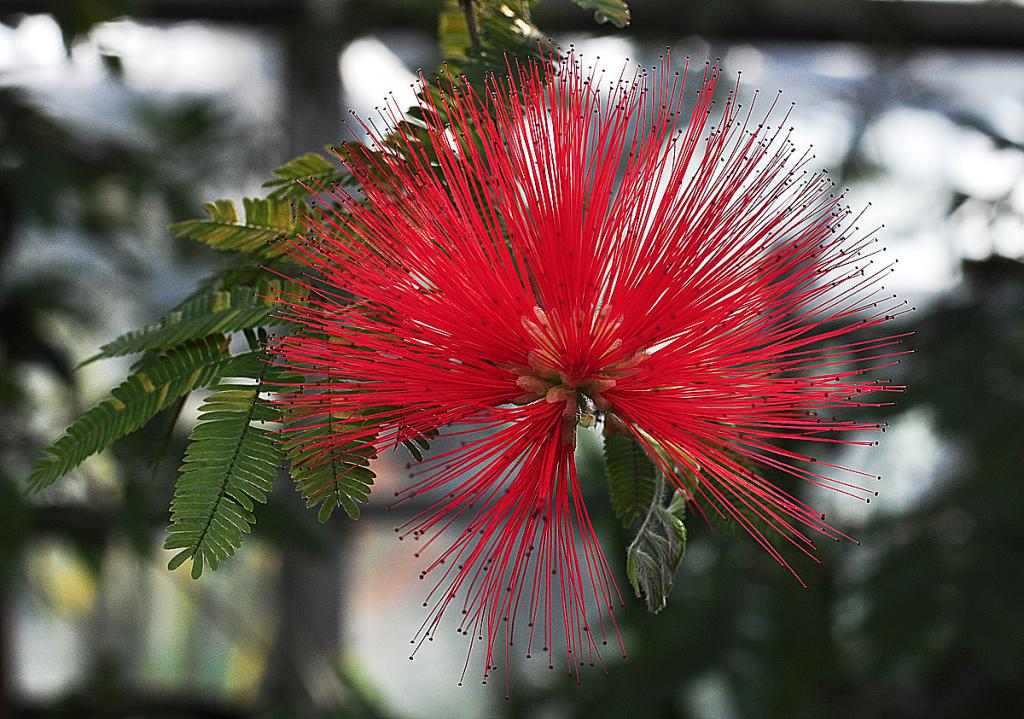 Exotische Blüte 01