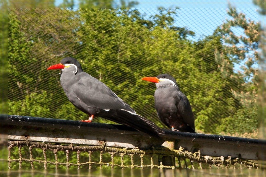 exotisches Vogelpaar