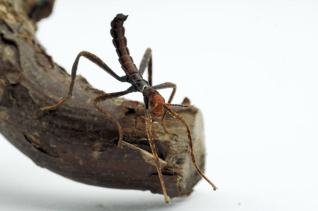 Extatosoma tiaratum (Gespensterschrecke)