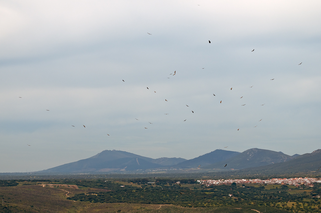 extremadura geier 1