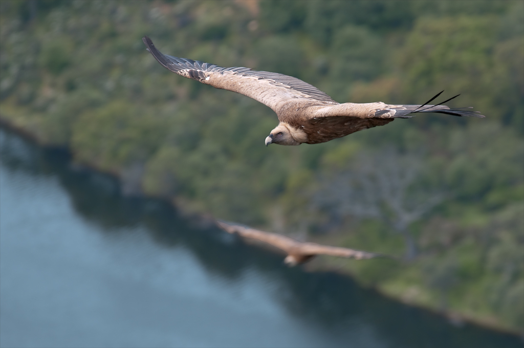 extremadura geier 3