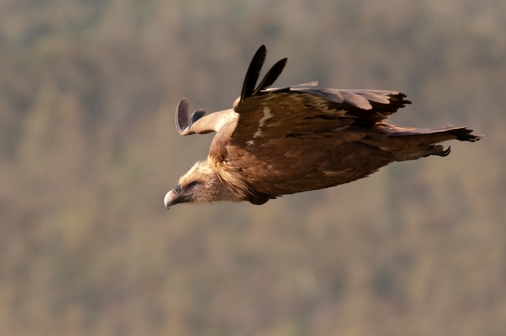 extremadura geier 4