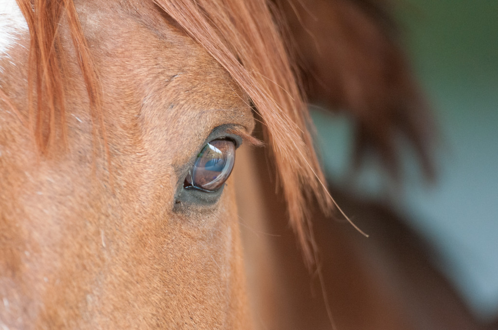 Eye
