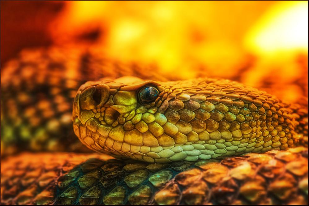 eyecatcher

Basilisken-Klapperschlange {Crotalus basiliscus}