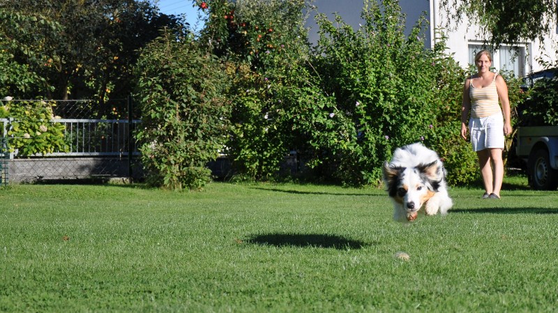 ..für den Hilfe - Hunde unscharf - was soll ich anders machen Thread...
