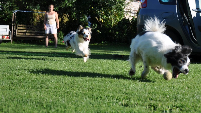..für den Hilfe - Hunde unscharf - was soll ich anders machen Thread...