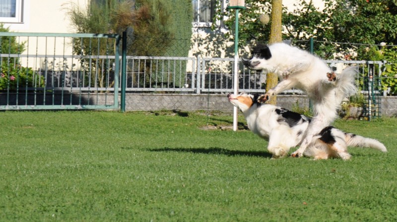 ..für den Hilfe - Hunde unscharf - was soll ich anders machen Thread...